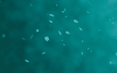 Seasonal Skincare Transitions: Summer to Fall Edition